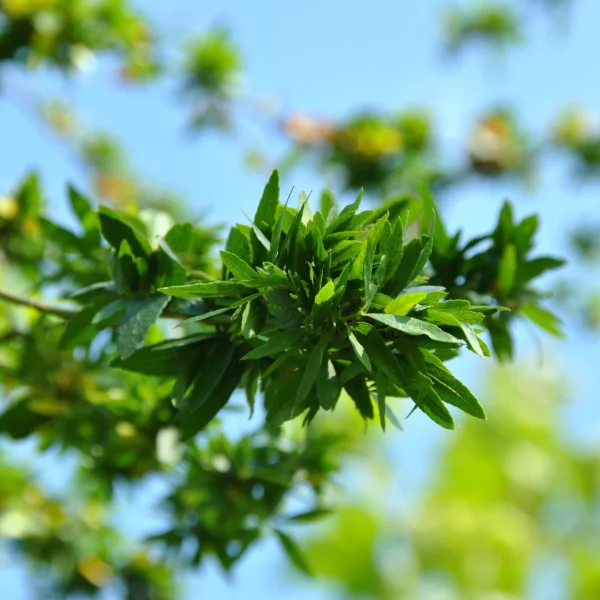 Gleditsia triacanthos 'Goofy' – Fabaceae