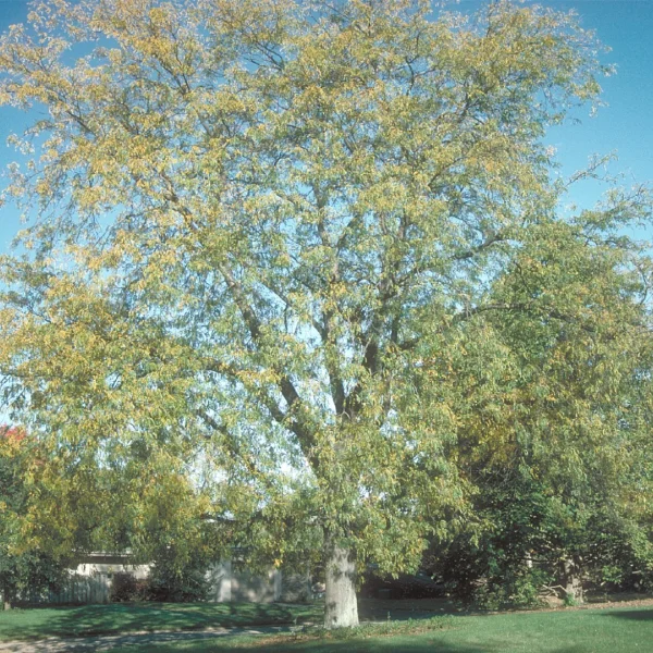 Gleditsia triacanthos 'Moraine' – Fabaceae