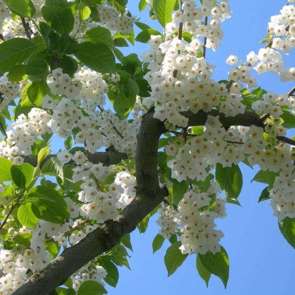 Halesia carolina – Styracaceae