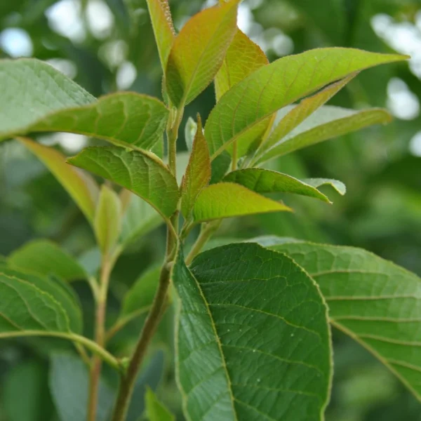 Halesia carolina 'UConn Wedding Bells' – Styracaceae