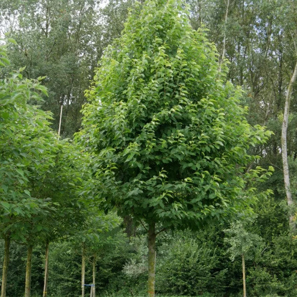 Halesia monticola – Styracaceae