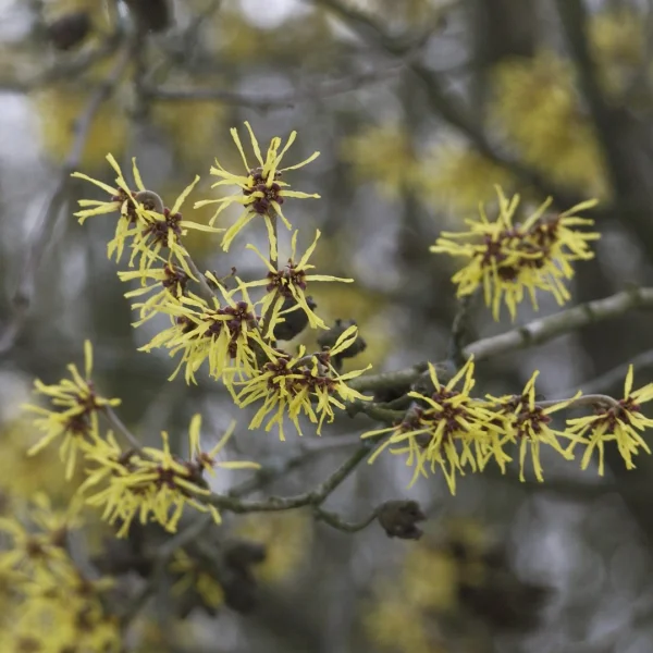 Hamamelis ×intermedia – Hamamelidaceae