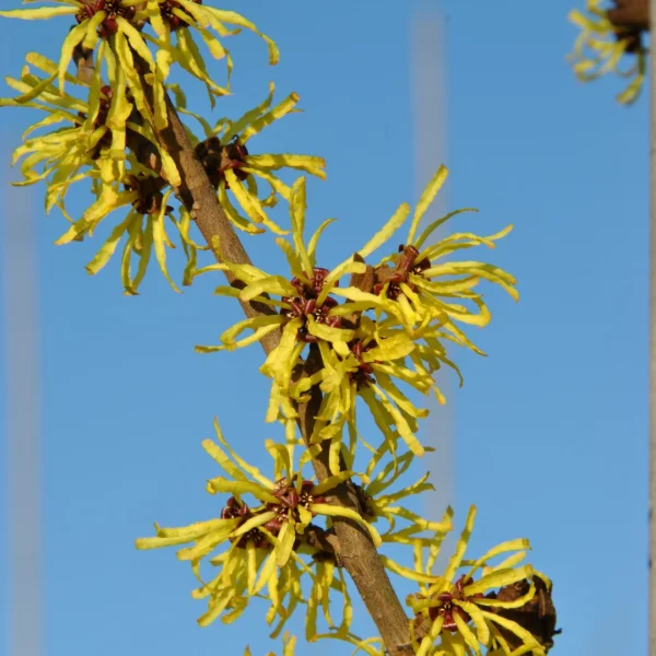 Hamamelis ×intermedia 'Angelly' – Hamamelidaceae