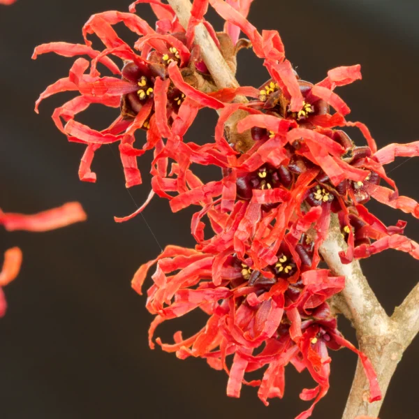 Hamamelis ×intermedia 'Diane' – Hamamelidaceae