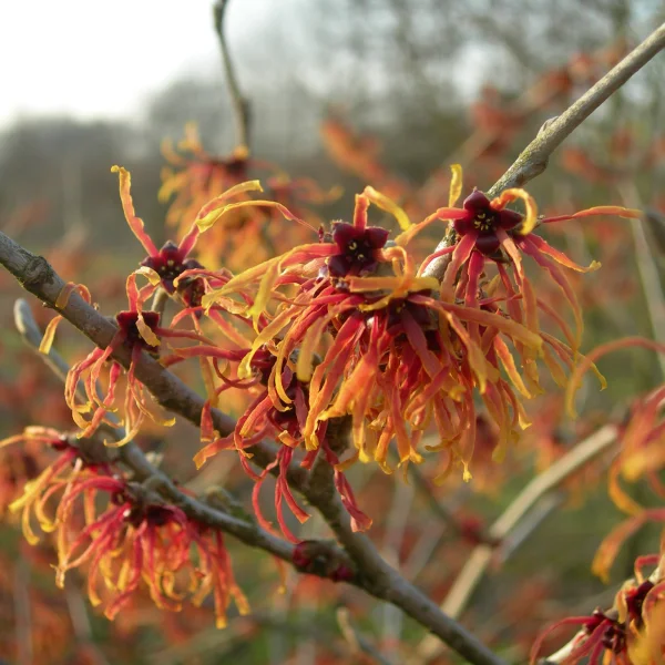 Hamamelis ×intermedia 'Jelena' – Hamamelidaceae
