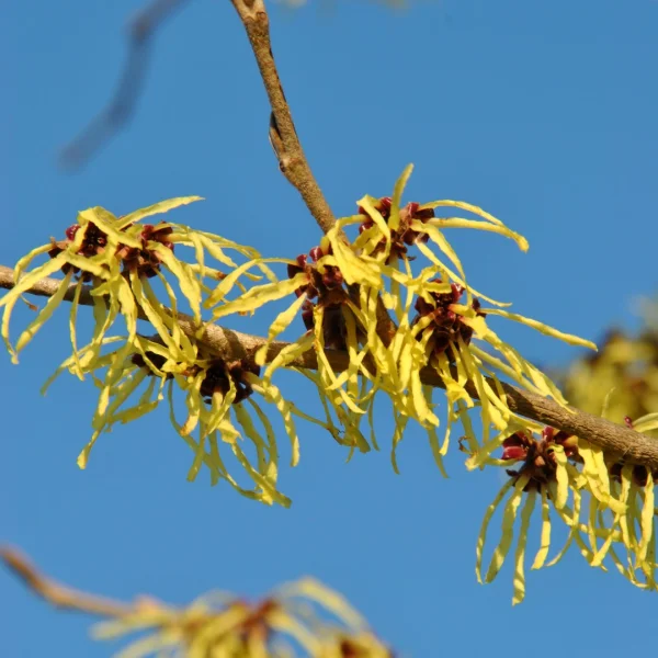 Hamamelis ×intermedia 'Pallida' – Hamamelidaceae