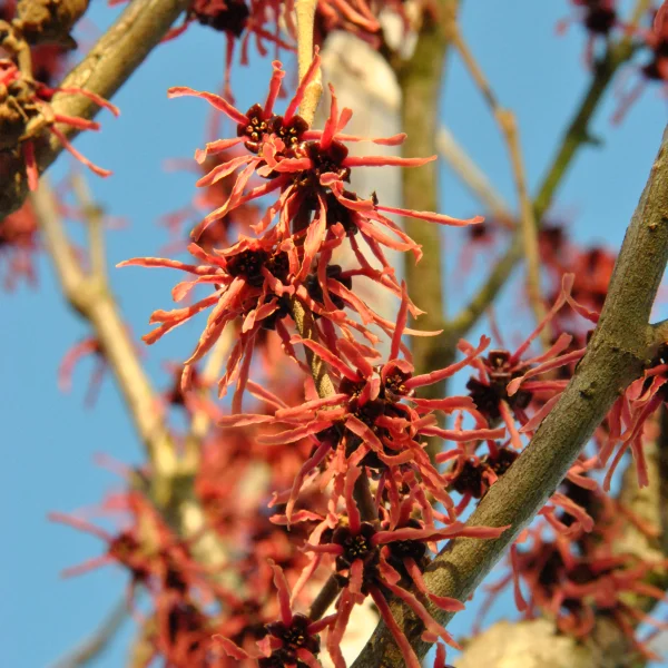 Hamamelis ×intermedia 'Ruby Glow' – Hamamelidaceae