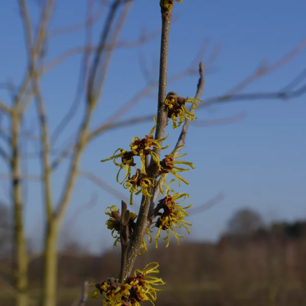 Hamamelis ×intermedia 'Westerstede' – Hamamelidaceae