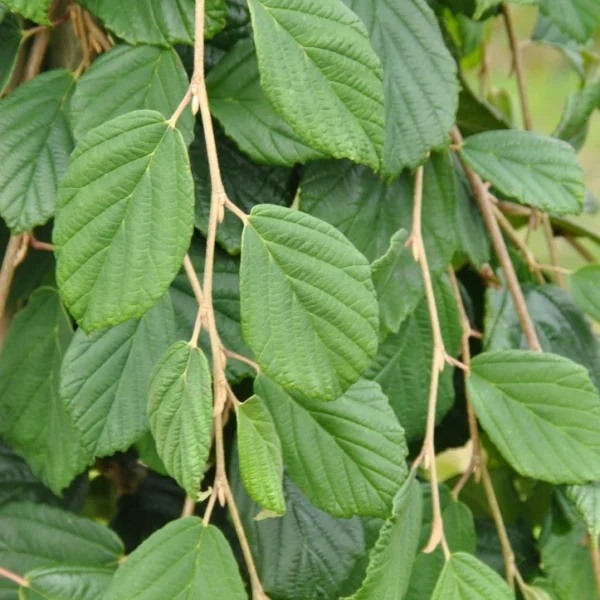 Hamamelis japonica 'Pendula' – Hamamelidaceae