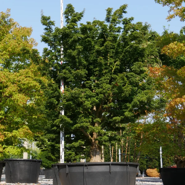 Acer palmatum 'Shishigashira' – Aceraceae
