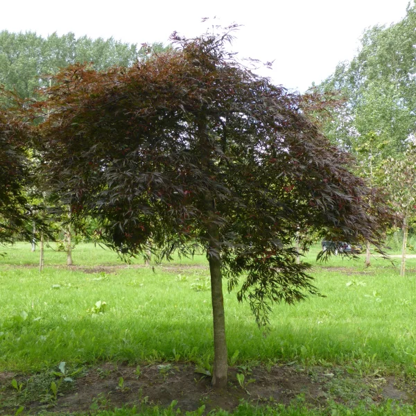 Acer palmatum 'Stella Rossa' – Aceraceae