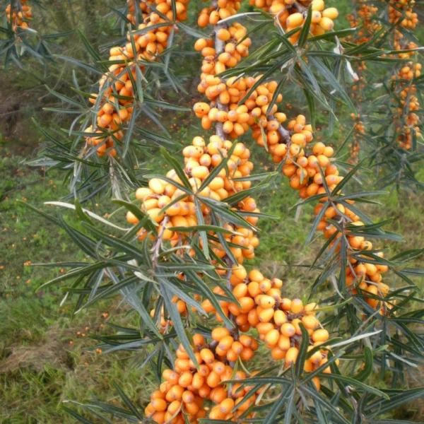 Hippophae rhamnoides – Elaeagnaceae