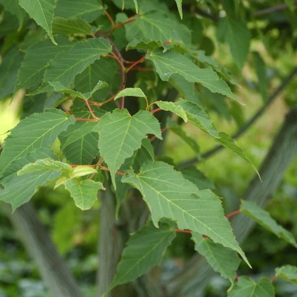 Acer pensylvanicum – Aceraceae