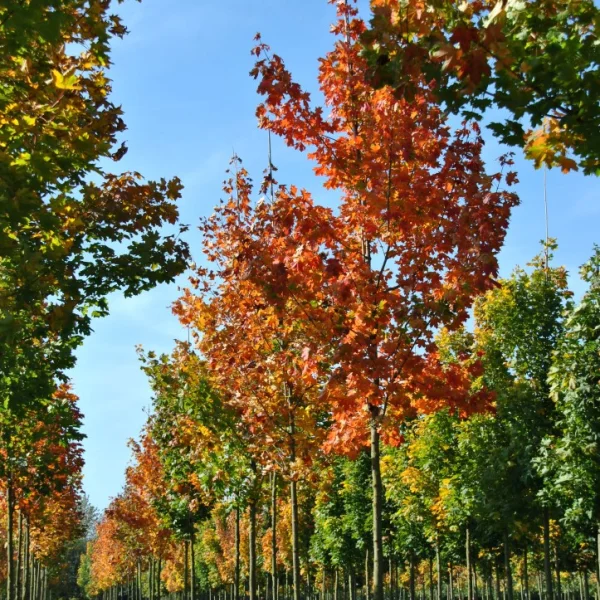 Acer platanoides – Aceraceae