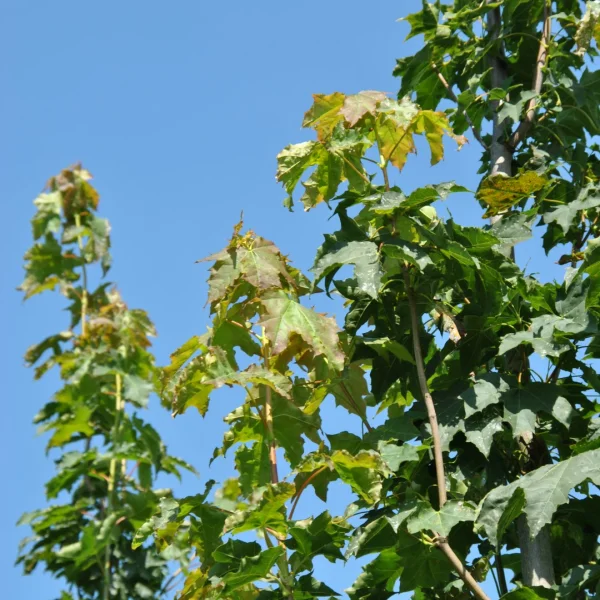 Acer platanoides 'Autumn Blaze' – Aceraceae