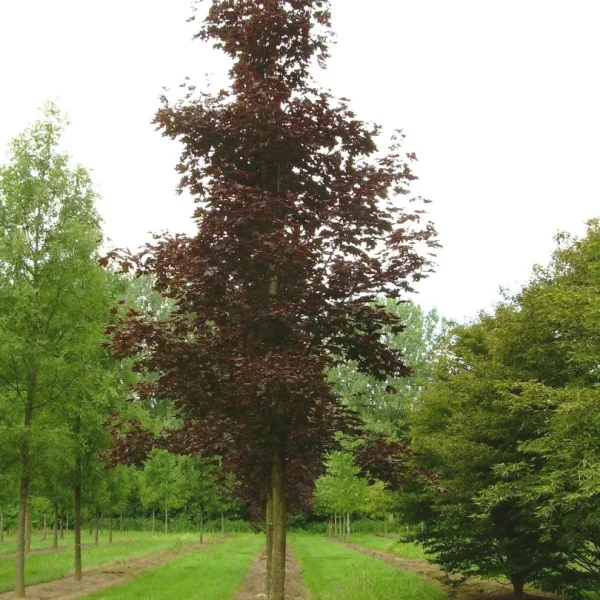 Acer platanoides 'Crimson King' – Aceraceae
