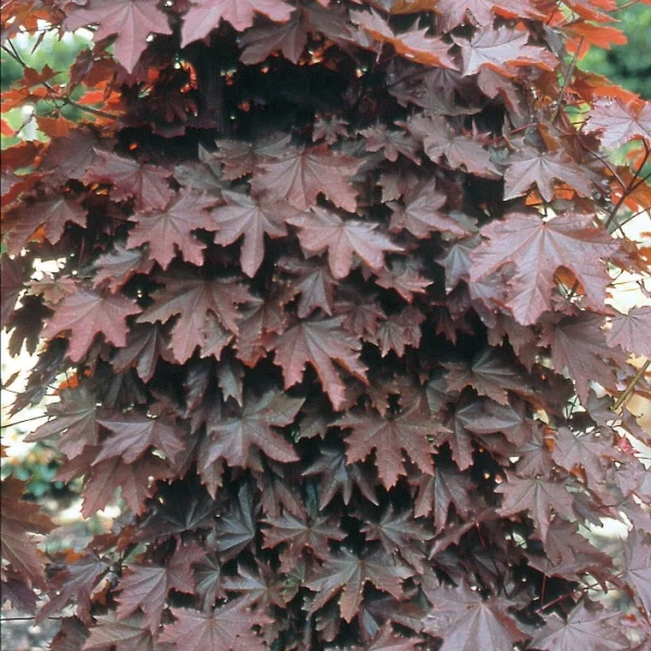 Acer platanoides 'Crimson Sentry' – Aceraceae