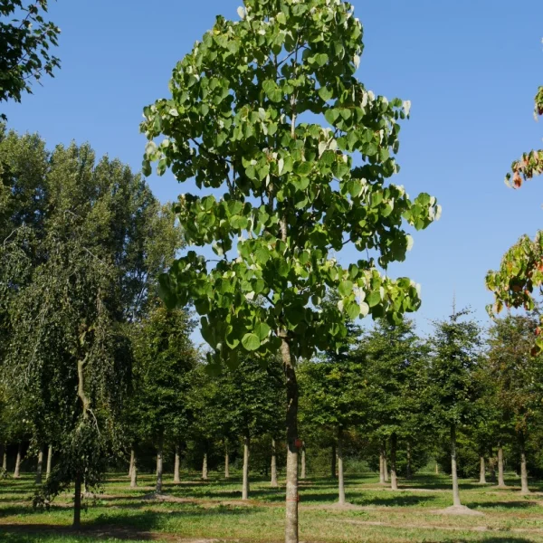 Idesia polycarpa – Salicaceae