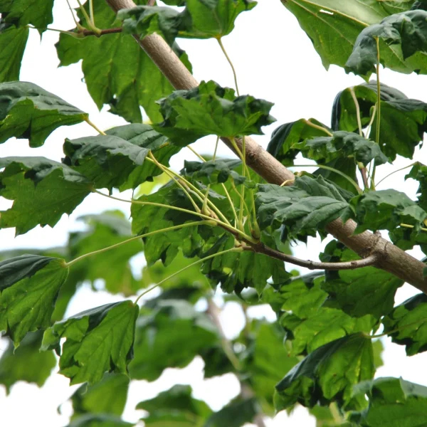 Acer platanoides 'Cucullatum' – Aceraceae