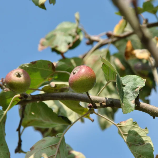 Malus tschonoskii 'Belmonte' – Rosaceae