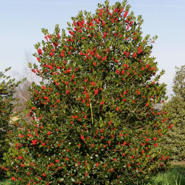 Ilex ×altaclerensis 'Camelliifolia' – Aquifoliaceae