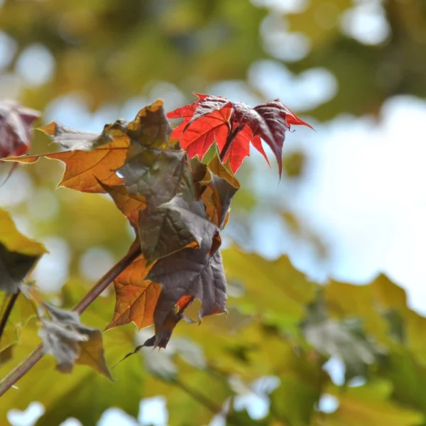 Acer platanoides 'Deborah' – Aceraceae