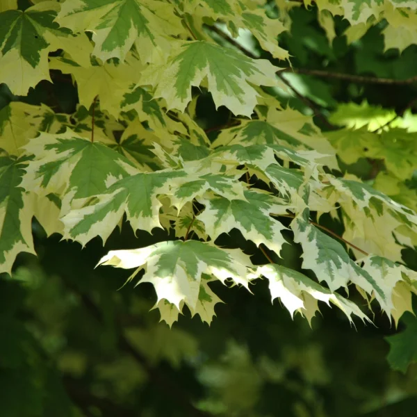 Acer platanoides 'Drummondii' – Aceraceae
