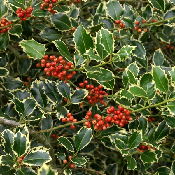 Ilex aquifolium 'Argentea Marginata' – Aquifoliaceae