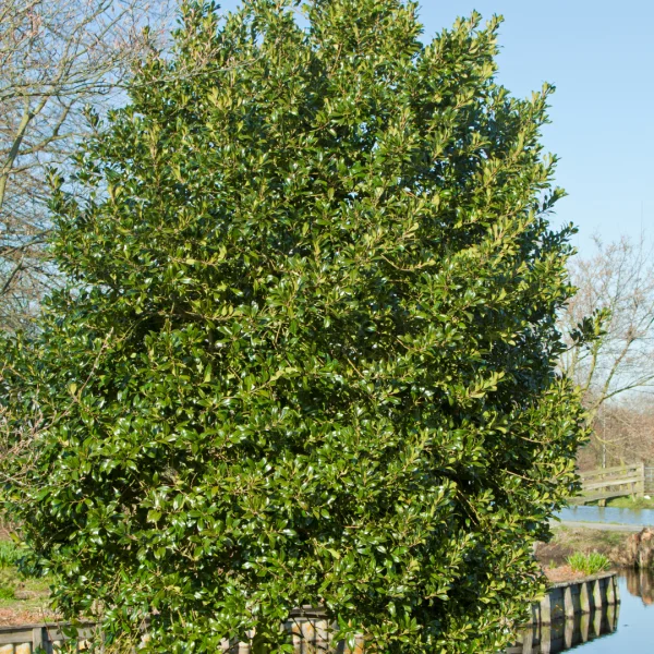 Ilex aquifolium 'Atlas' – Aquifoliaceae