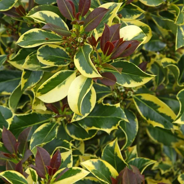 Ilex aquifolium 'Aurea Marginata' – Aquifoliaceae