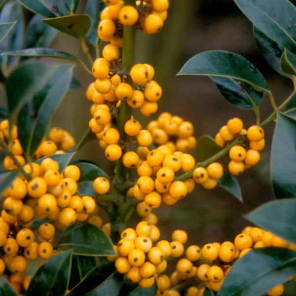 Ilex aquifolium 'Bacciflava' – Aquifoliaceae