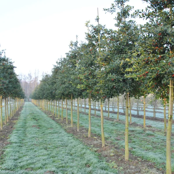 Ilex aquifolium 'J.C. van Tol' – Aquifoliaceae