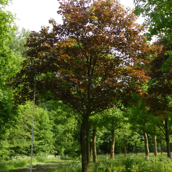 Acer platanoides 'Faassen's Black' – Aceraceae