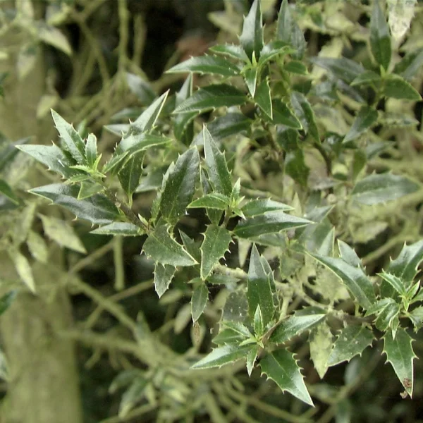 Ilex aquifolium 'Myrtifolia' – Aquifoliaceae