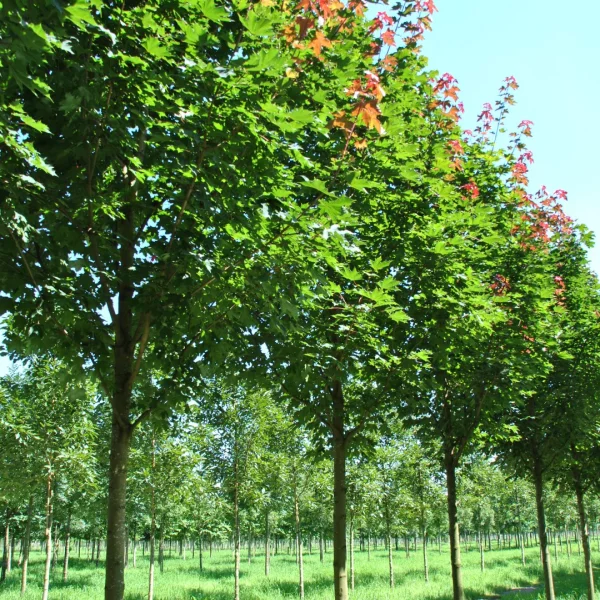 Acer platanoides 'Fairview' – Aceraceae
