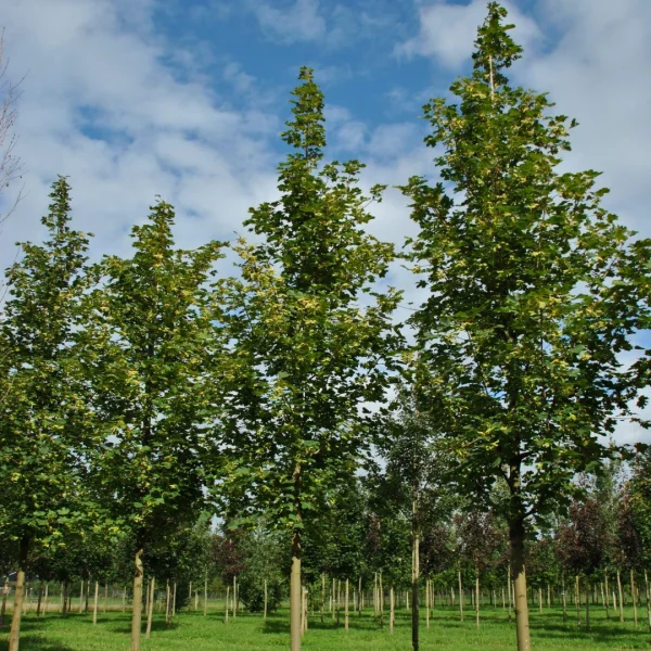 Acer platanoides 'Farlake's Green' – Aceraceae