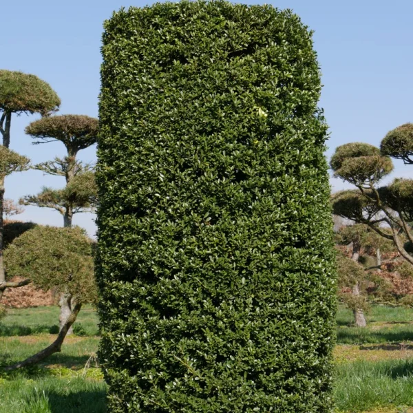Ilex crenata – Aquifoliaceae