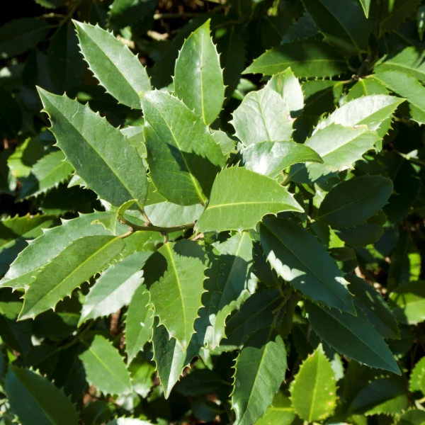 Ilex ×koehneana 'Chestnut Leaf' – Aquifoliaceae