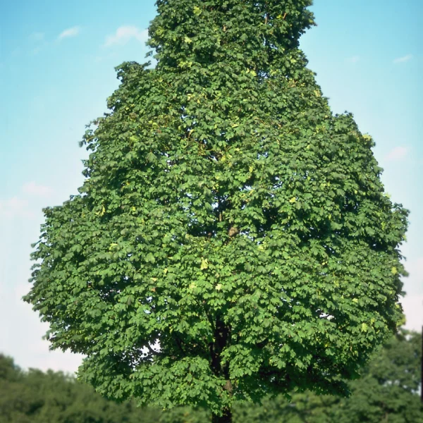 Acer platanoides 'Olmsted' – Aceraceae