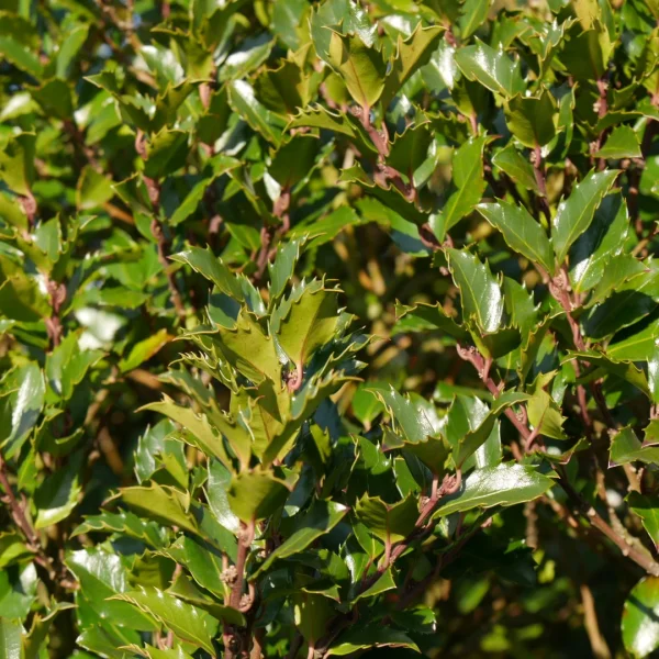 Ilex ×meserveae 'Blue Prince' – Aquifoliaceae