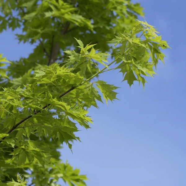 Acer platanoides 'Palmatifidum' – Aceraceae