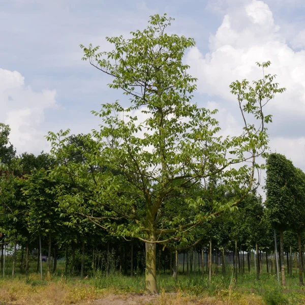 Juglans regia 'Lara' – Juglandaceae