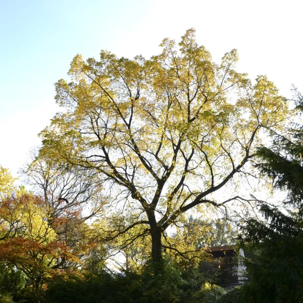 Juglans mandshurica – Juglandaceae