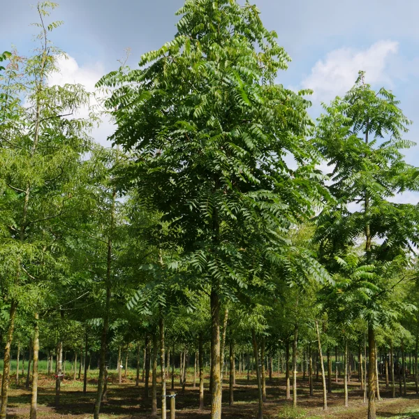 Juglans nigra – Juglandaceae