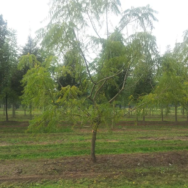 Juglans nigra 'Laciniata' – Juglandaceae