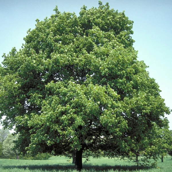 Acer platanoides 'Summershade' – Aceraceae