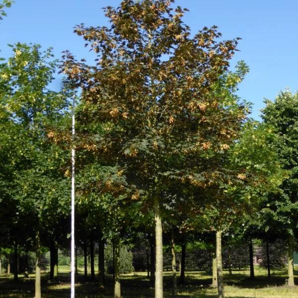 Acer pseudoplatanus – Aceraceae