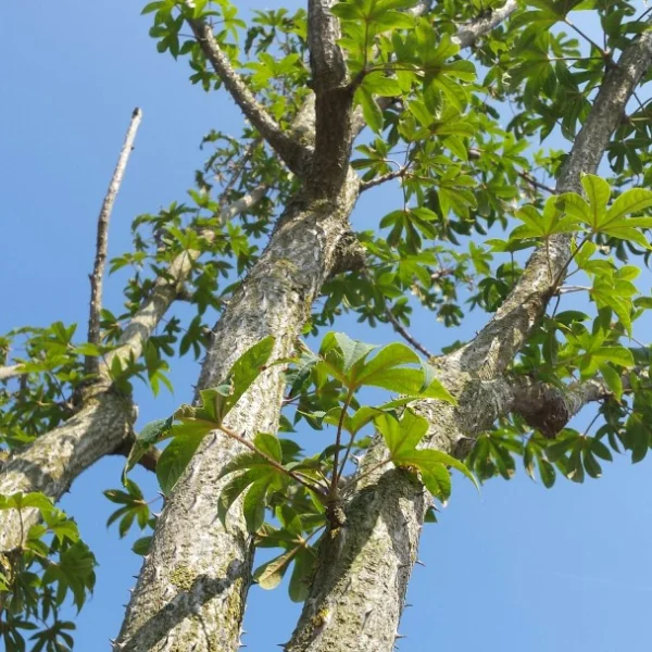 Kalopanax septemlobus – Araliaceae