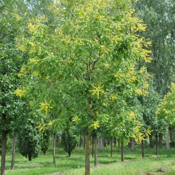 Koelreuteria paniculata – Sapindaceae