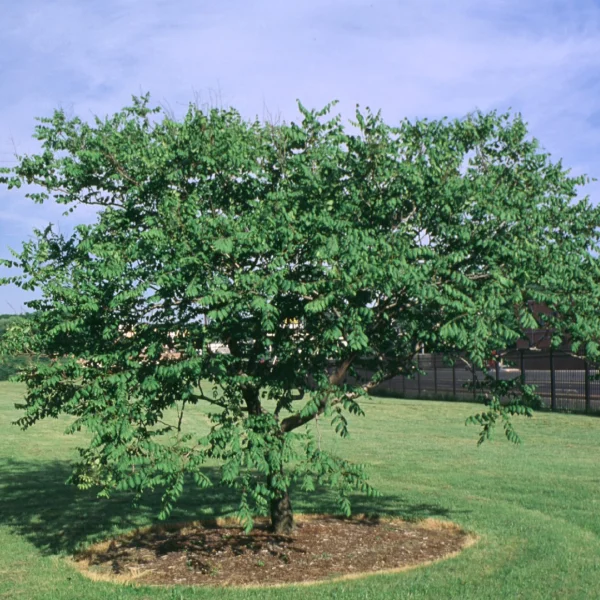 Koelreuteria paniculata 'September' – Sapindaceae